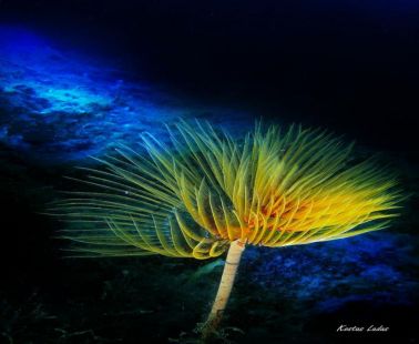 Night Dive