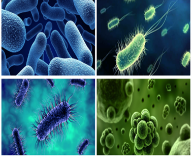 "Little Monsters" - Life under the microscope