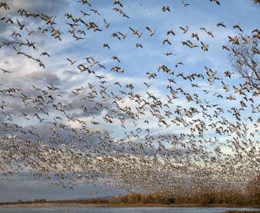 Autumn Bird Migration Celebration