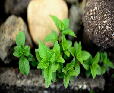 The aromatic mint