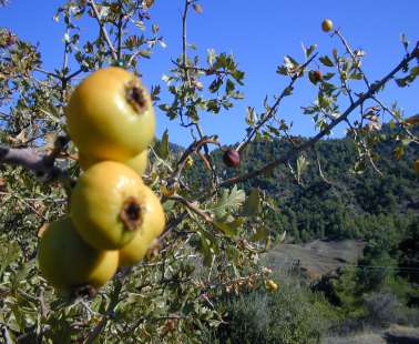Meet the Hawthorn