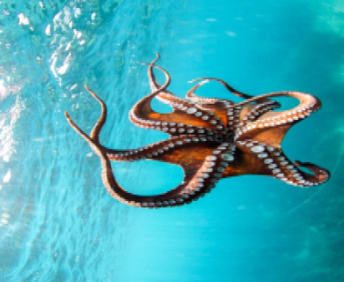 Marine Life in Cyprus