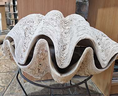 Discover Rare Tridacna Gigas Clam Shells