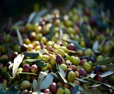 Olive Tree Day – At the olive park Oleastro 2018