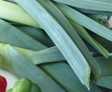 I'll catch them on the leeks