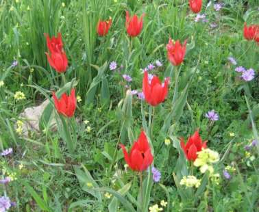 The Polemi village of Pafos is preparing for "The Annual Festival of the Wild Tulip 2018"...
