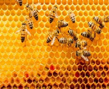Propolis