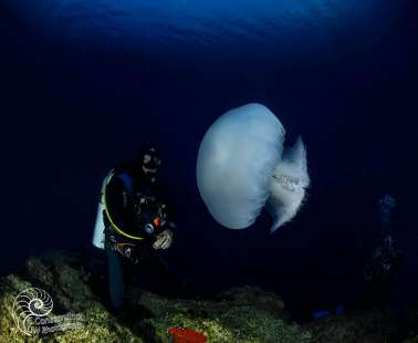 Jellyfish in Cyprus
