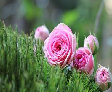 Exploring the Tradition of Roses in the Agros Village!