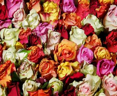 "Forever Roses - Τριαντάφυλλα για Πάντα"-