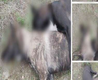 Φρίκη στο Λυθροδόντα
