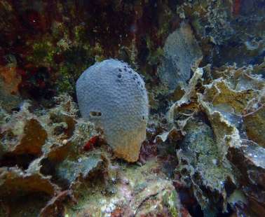 Marine Protected Areas with artificial reef