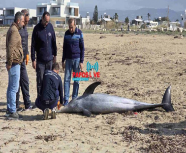 Νεκρό δελφίνι ξεβράστηκε στην Πάφο