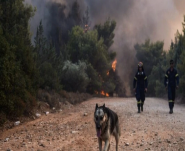Εκπαίδευση για διάσωση ζώων σε φυσικές καταστροφές στη Λάρνακα