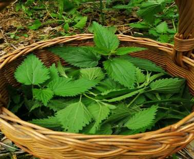 Nettle the misunderstood