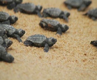 Caretta Caretta turtle 