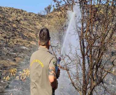 Τέρμα το κυνήγι των τρυγονιών από 20 Σεπτεμβρίου