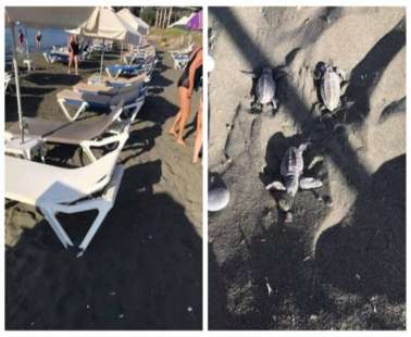 κρεβατάκια πάνω σε φωλιές χελωνών στην Ακτή Κυβερνήτη