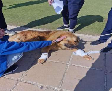 Έδεσε σκύλο σε διπλοκάμπινο, τον τραβούσε στο δρόμο