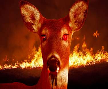 The ‘Zombie deer disease’