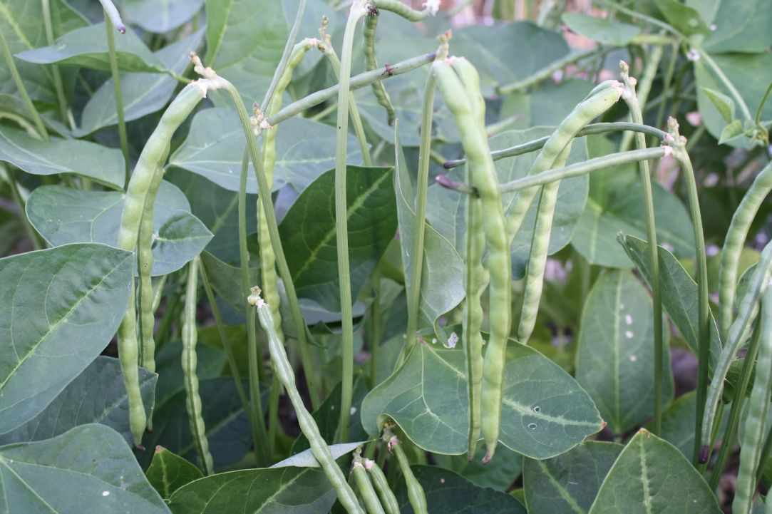 Louvi me kolokithia(Black eye beans/peas with palkapa zucchini) gallery image 1