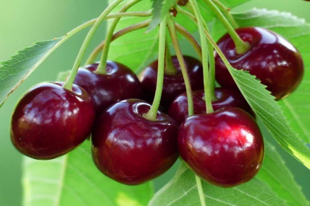 Kerasi gliko tou koutaliou(Cherry preserve) gallery image 1