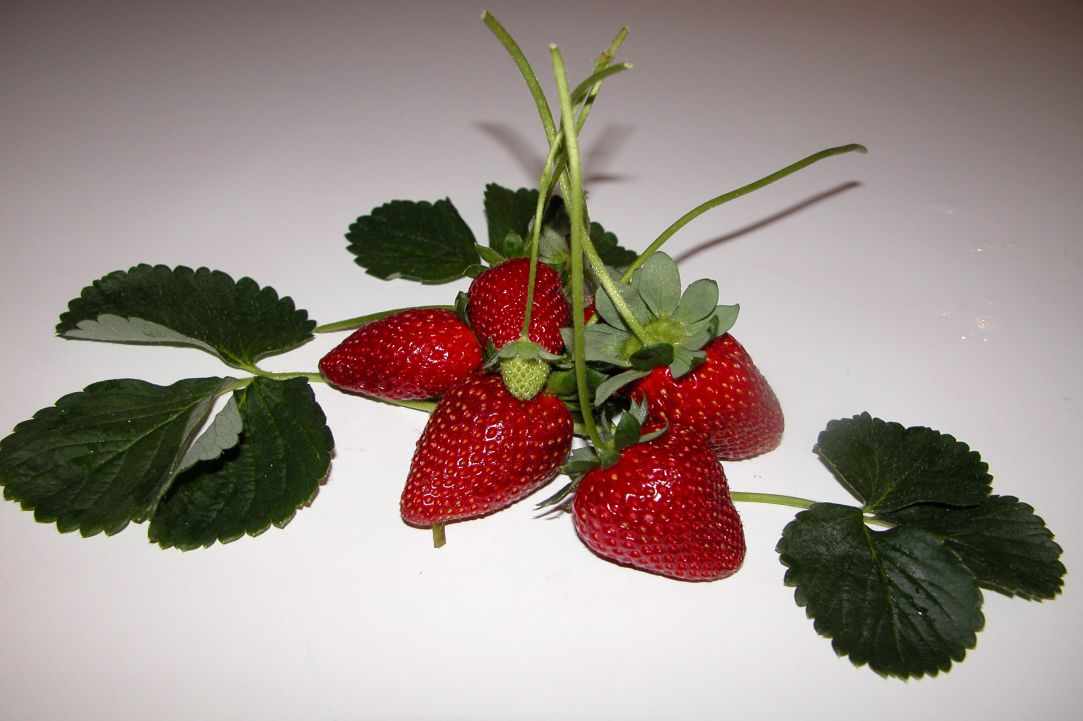 Marmellada Fraoula (Fresh Homemade Strawberry jam) gallery image 1