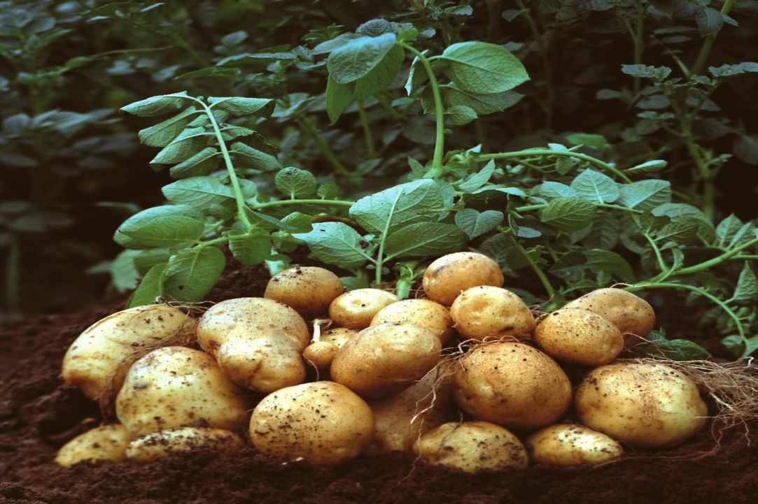 Patates Antinaktes (Baby potatoes cooked in red wine) gallery image 1