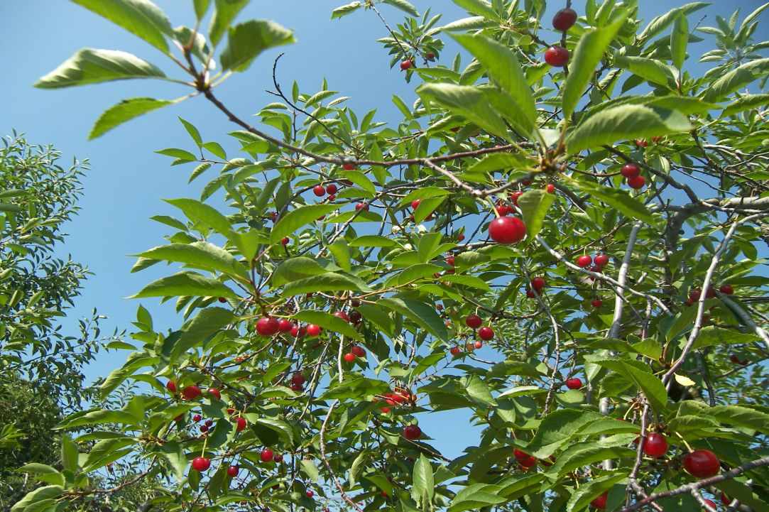 Kerasi gliko tou koutaliou(Cherry preserve) gallery image 3