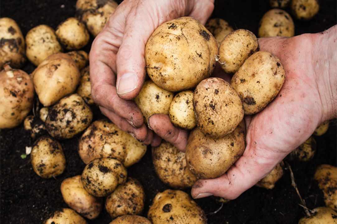 Patates Antinaktes (Baby potatoes cooked in red wine) gallery image 2