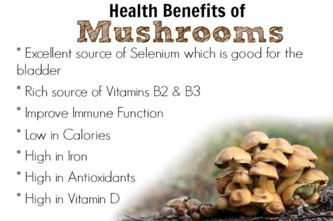 Mushrooms cooked in wine and coriander