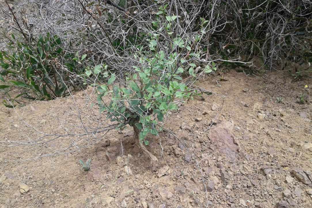 "Kapari" - Caper plant gallery image 2