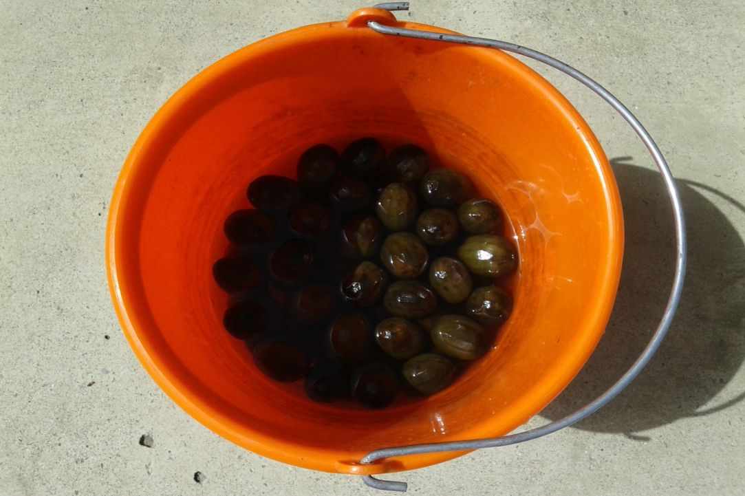 "Karidaki glyko" - sweet walnut