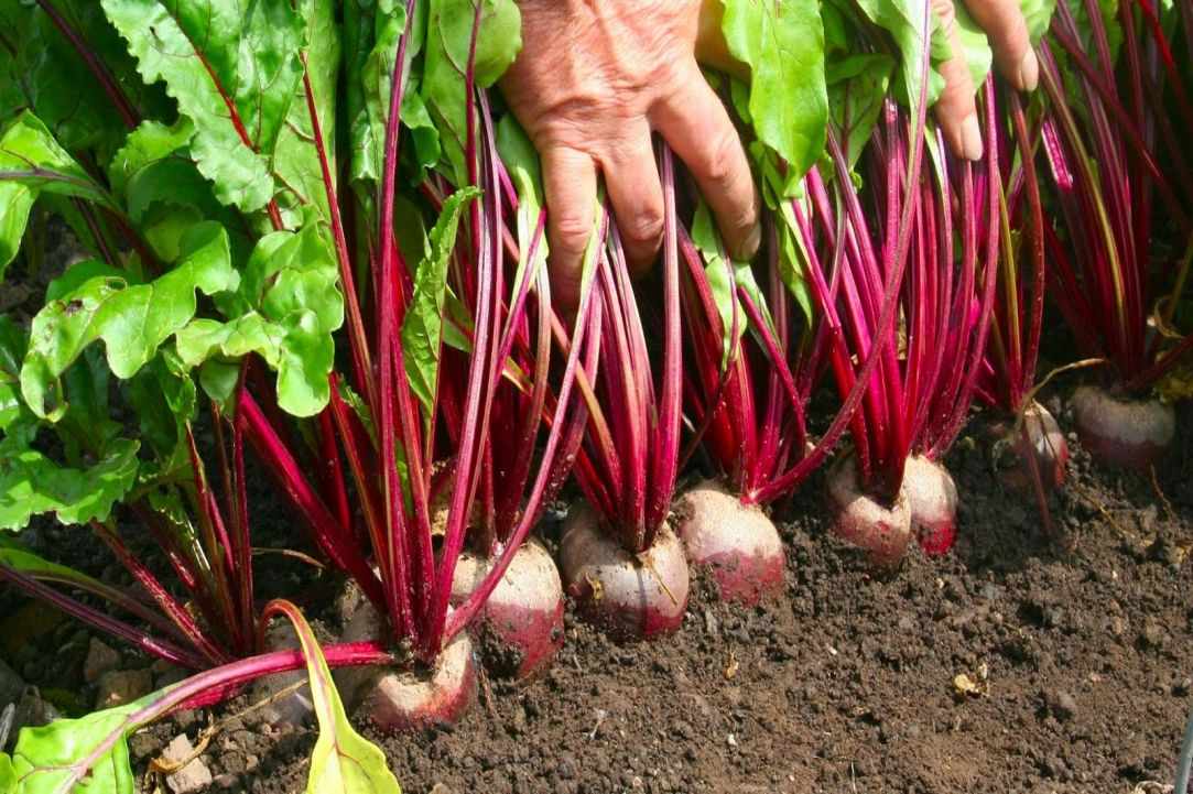 Pantzarosalata(Beetroot Salad) - Recipe gallery image 1