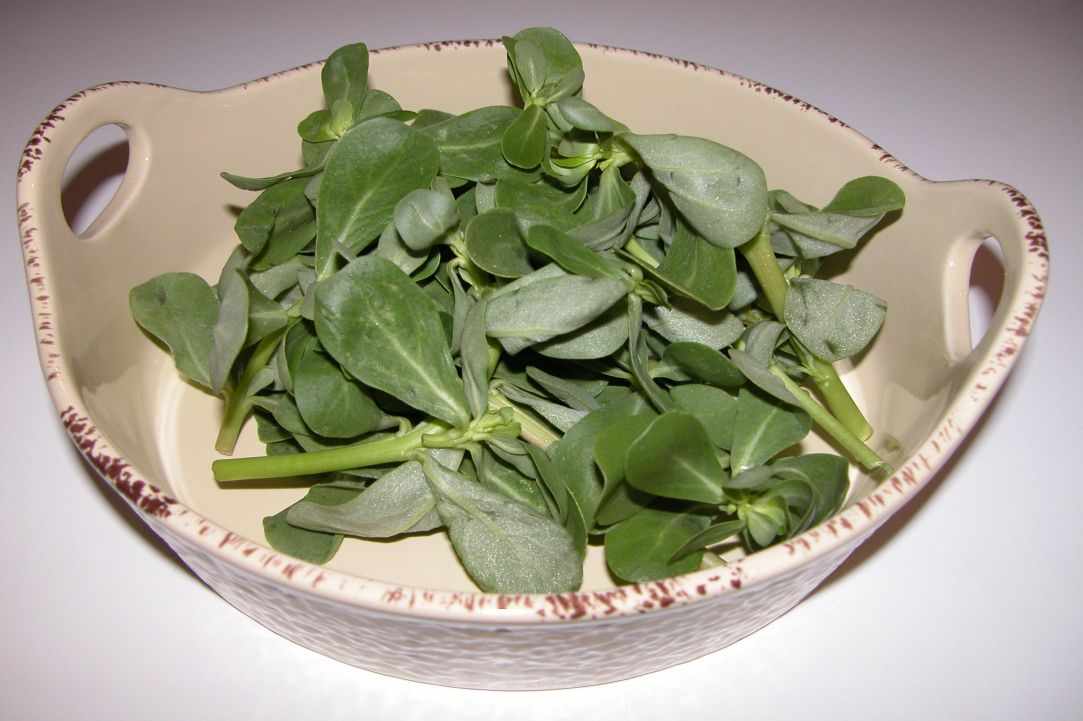 Tomato and Glistirida(Purslane) Salad- Recipe gallery image 1