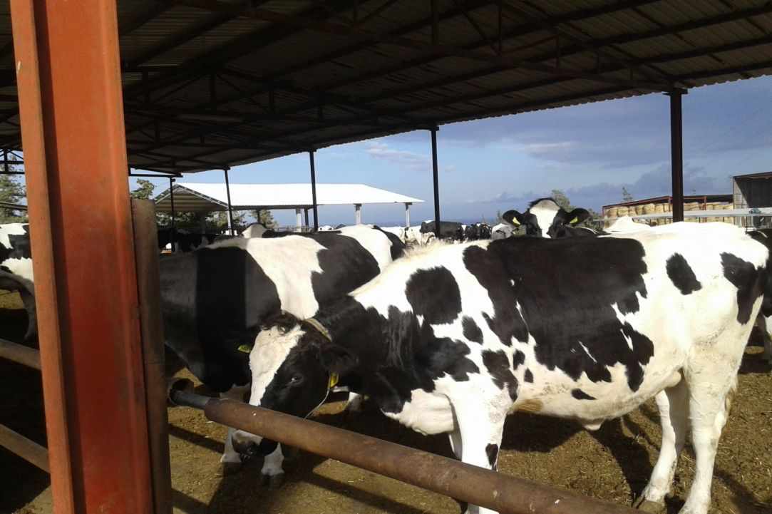 Halloumi gallery image 1