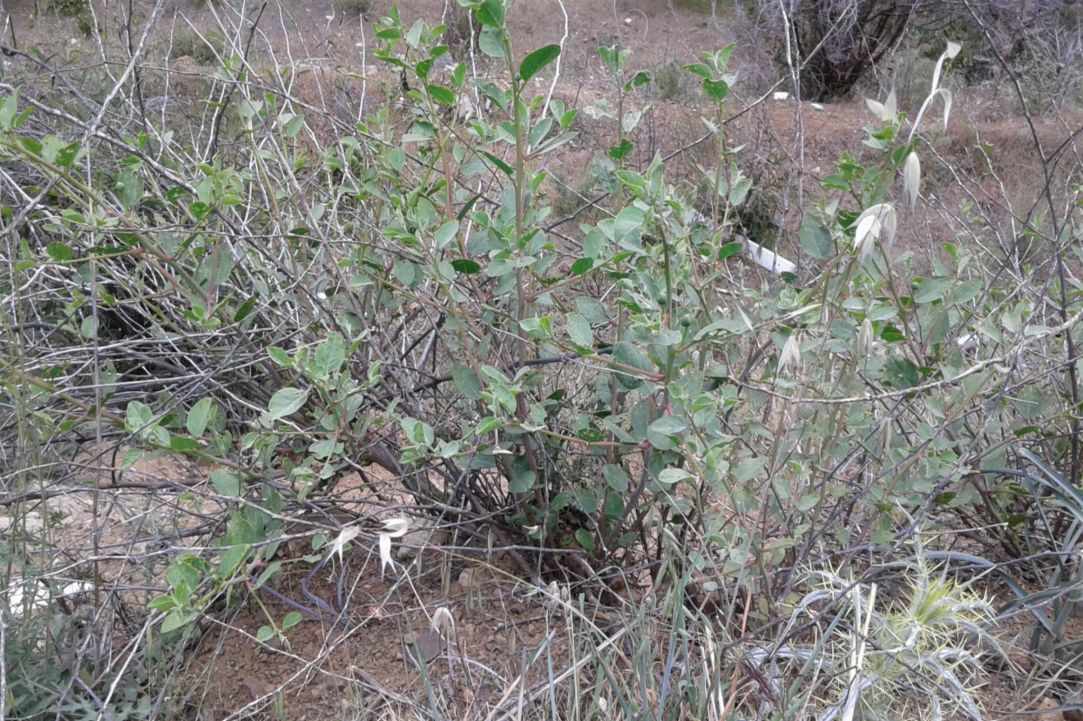 "Kapari" - Caper plant gallery image 1