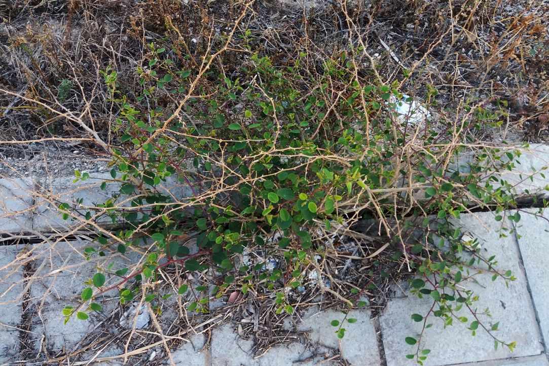 Caper plant