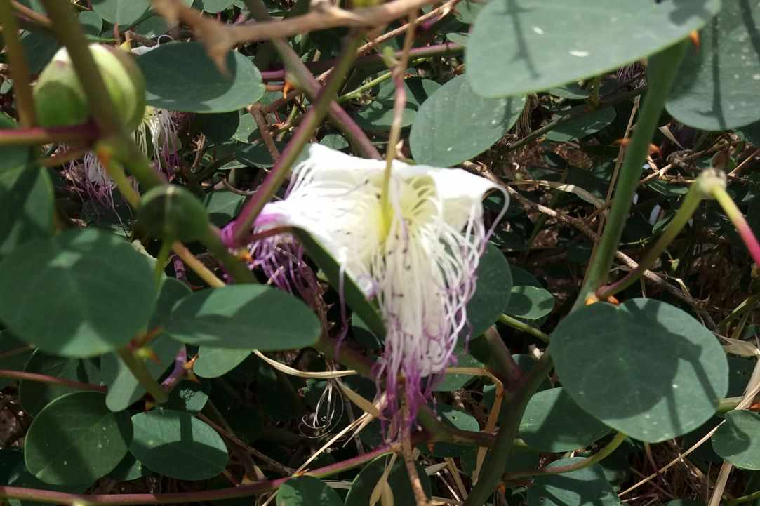 Caper plant