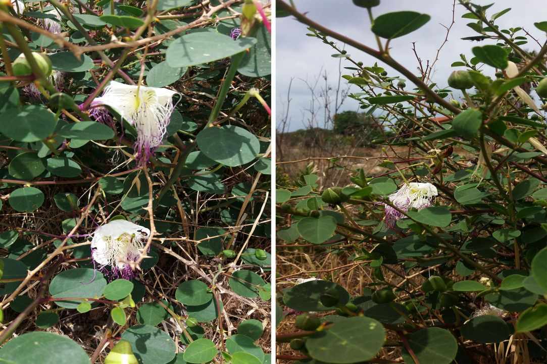 Caper plant