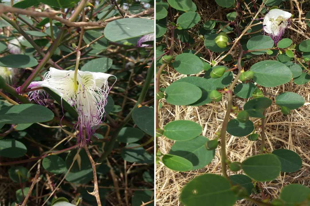 Caper plant