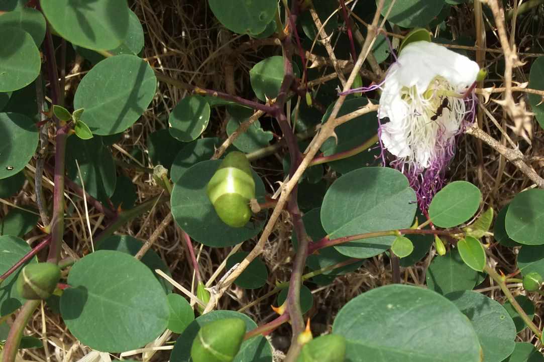 Caper plant
