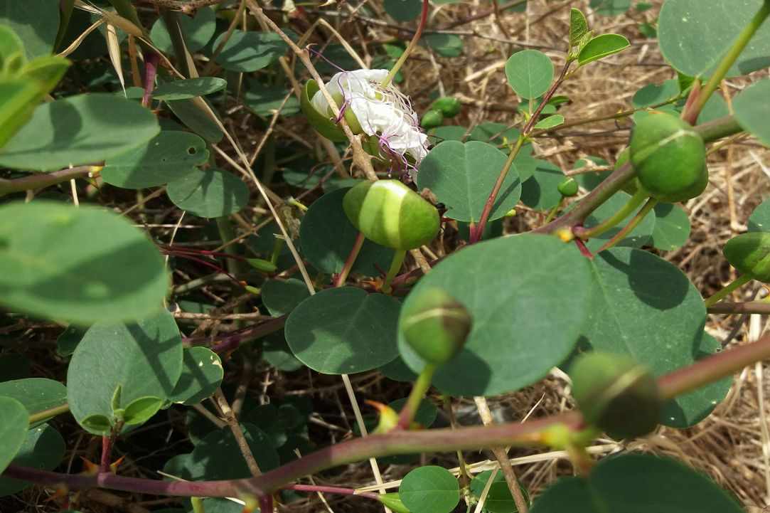 Caper plant