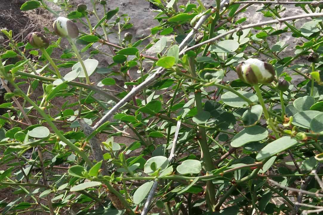 Caper plant