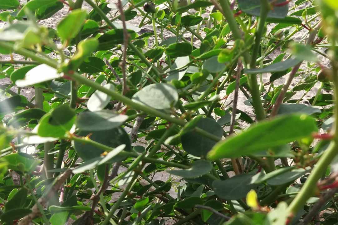 Caper plant