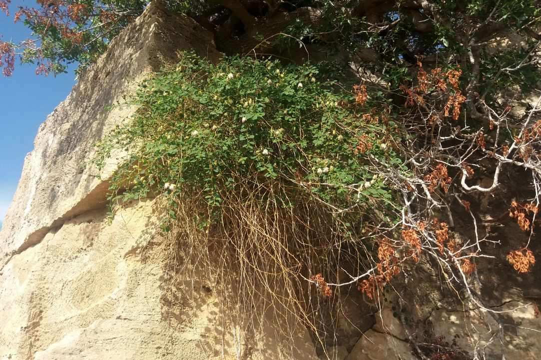 Caper plant