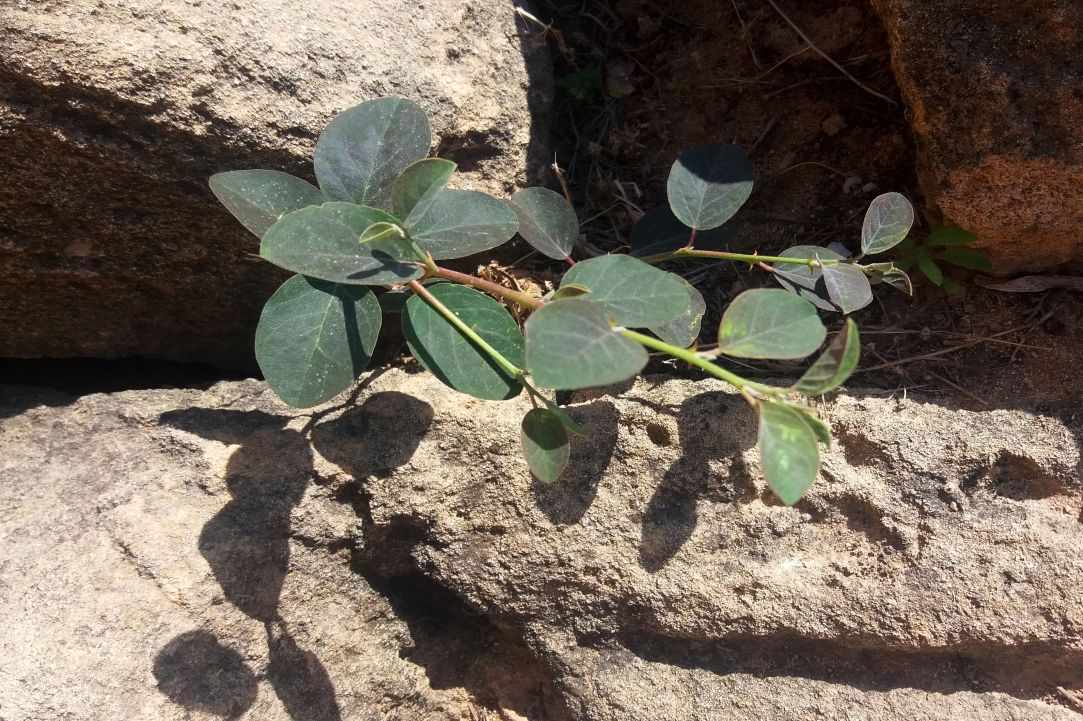 Caper plant