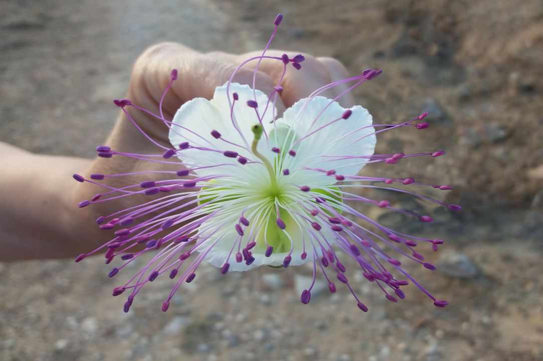 Caper plant