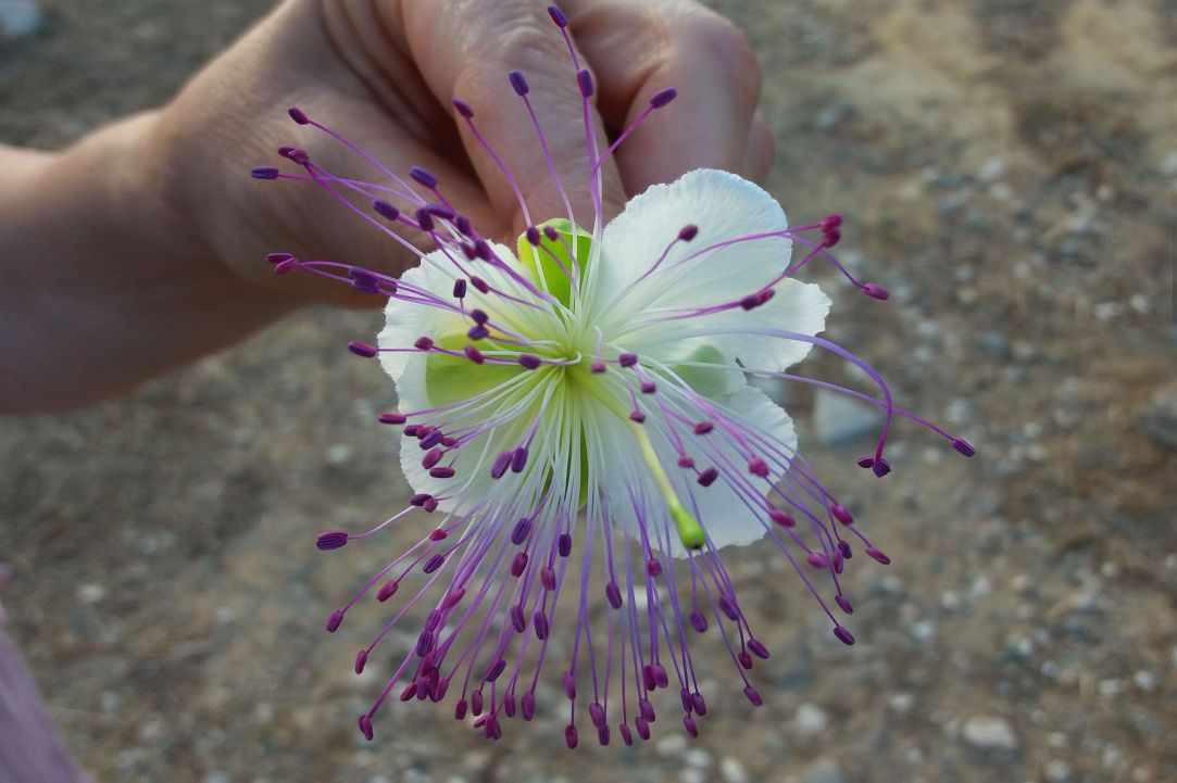 Caper plant