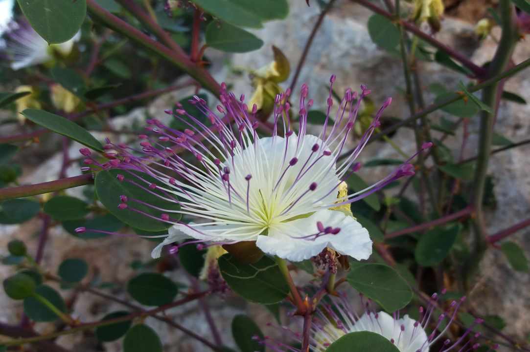 Caper plant